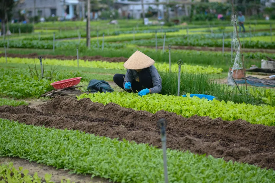 Vườn rau của Trần Thọ